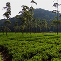 Ladang Seledri Ranca Upas