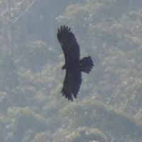 Elang Hitam