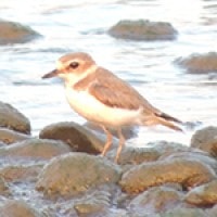 Cerek Jawa (Javan Plover)