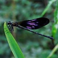 Euphaea variegata