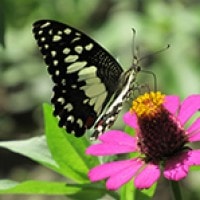 Papilio demoleus