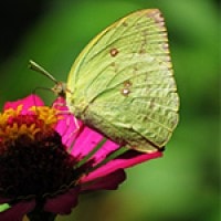 Eurema, Si Kuning yang Bikin Pening