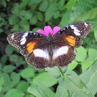 Hipolymnas bolina