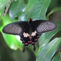 Pachliopta aristolochiae