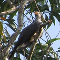 Kangkok Ranting (Oriental Cuckoo)
