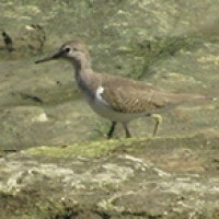 Trinil Pantai (Common Sandpiper)