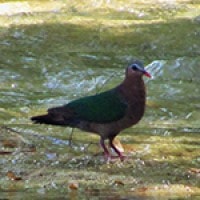Delimukan Zamrud (Emerald Dove)
