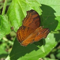 Ariadne sp.