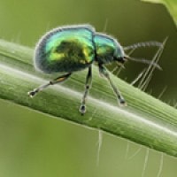 Coleoptera Hijau Metalik Ketep