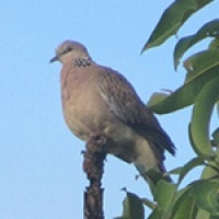 Tekukur Biasa (Spotted Dove)