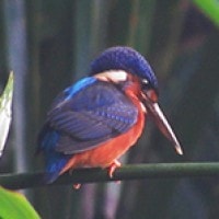 Raja-udang Meninting (Blue-eared Kingfisher)