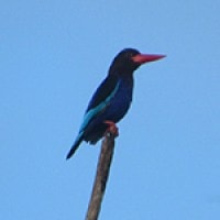 Cekakak Jawa (Javan Kingfisher)