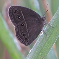 Kupu-kupu Satyrinae