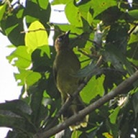 Cucak Kuricang (Black-headed Bulbul)