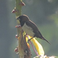 Bondol Jawa (Javan Munia)