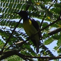 Burung-madu Kelapa (Plain-throated Sunbird)