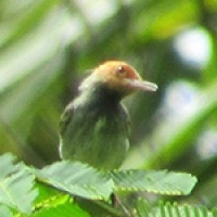 Cinenen Jawa (Olive-backed Tailorbird)