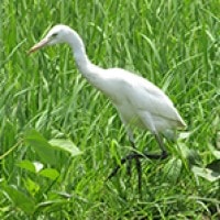 Kuntul Kerbau (Cattle Egret)