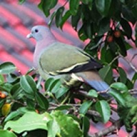 Punai Gading (Pink-necked Green-pigeon)