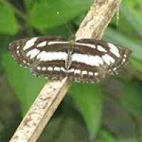 Neptis sp.