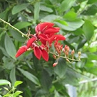 Bunga Dadap Merah