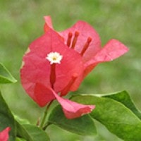 Bunga Bougenville