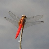Orthetrum testaceum