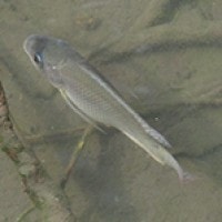 Ikan Mujair