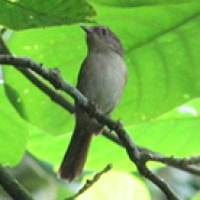 Wergan Jawa (Javan Fulvetta)