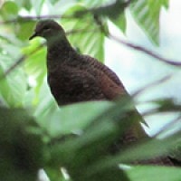 Uncal Loreng (Barred Cuckoo-Dove)
