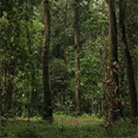 Hutan Tritis Taman Nasional Gunung Merapi