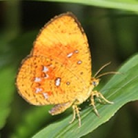 Lycaenidae Petang Hutan Tritis