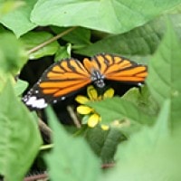 Danaus sp.