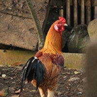 Ayam Kampung