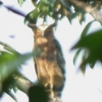 Beluk Ketupa (Buffy Fish-Owl)