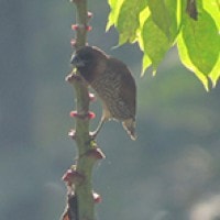 Bondol Peking (Scaly-breasted Munia)