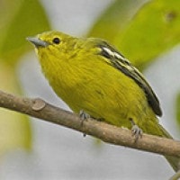 Cipoh kacat