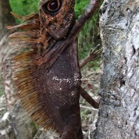 Borneo Anglehead Lizard or Borneo Forest Dragon