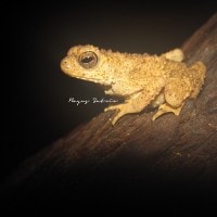 White-lipped Slender Toad