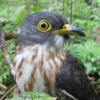Kangkok Sunda / Sunda Cuckoo
