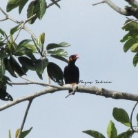 Tioang Emas / Hill Myna