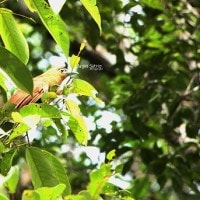 Kadalan Selaya / Raffles√¢‚Ç¨‚Ñ¢s Malkoha