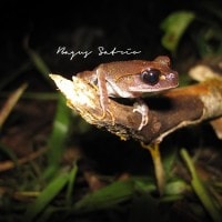 Lowland Litter Frog