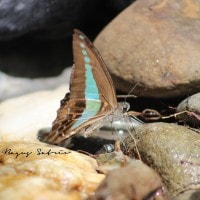 The Common Bluebottle / Graphium sarpedon (Linnaeus, 1758)