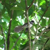 Kipasan Belang / Pied Fantail / Rhipidura javanica (Sparrman, 1788)