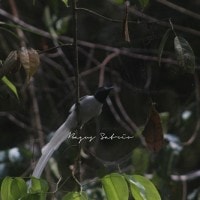 Seriwang Asia / Asian Paradise Flycatcher / Terpsiphone paradisi (Linnaeus, 1758).