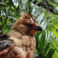 Garuda Tanah Jawa