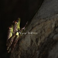 Black Spotted Skipper