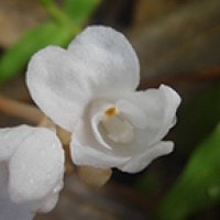 Anggrek tanah Didymoplexis pallens