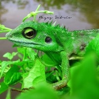 Kadal Jambul Hijau / Crested Green Lizard